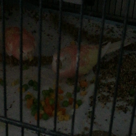 ファミリアズとグリーンピースの画像