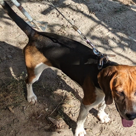 今日のちょこちゃんの画像