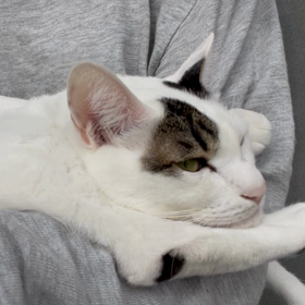 今日のテンとコメの画像