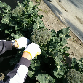 人生初の畑から☝の画像