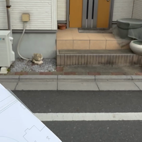 ３月　　東京都　　捜索１日目で無事に保護の画像