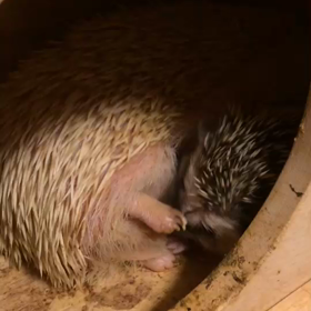 ちゅぱちゅぱ(*ˊᵕˋ*)うまぁー♡の画像