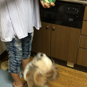 でっかいシーズー  食後の風景の画像