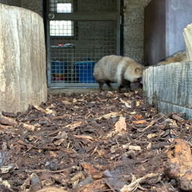 エゾタヌキ飼育日誌（H31.4.16）の画像