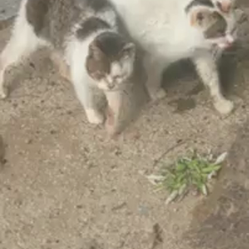 お知らせ＆しらゆきちゃん動画の画像