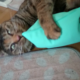 ○○を好きになったねこの画像