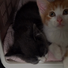 3年前のご兄弟の画像