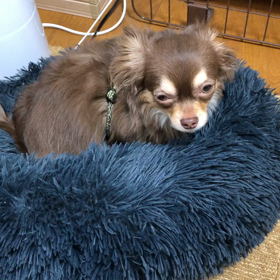 散歩嫌いの理由は高気密住宅にありの画像