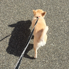 ニコくんの画像