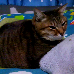 怒られましたの画像