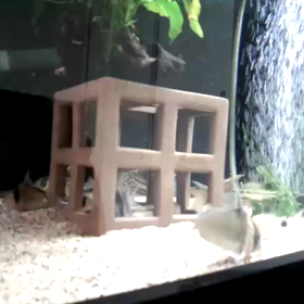 コリのお食事の画像