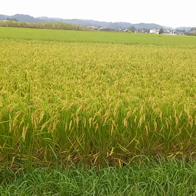 久しぶりに歩いた田んぼ道～の画像