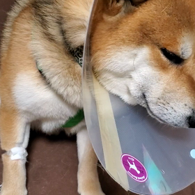 船漕ぐ (´д⊂赤柴)‥くんの画像