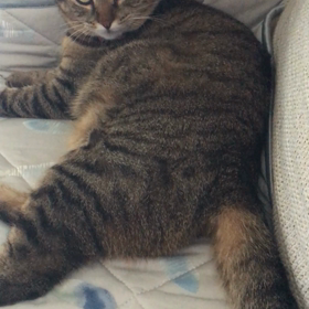 購入した洋服達とパタパタの画像