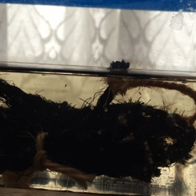 第2部隊 孵化の画像