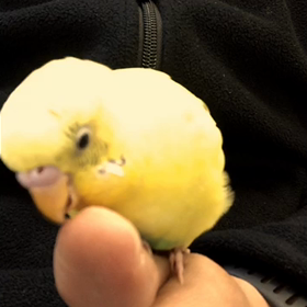 しつけインコの画像