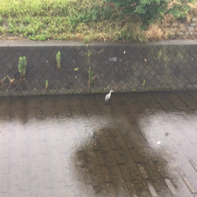 何だろう！？の画像