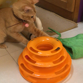 新しいおもちゃの画像