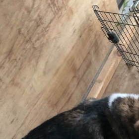 花梨とミロクの画像