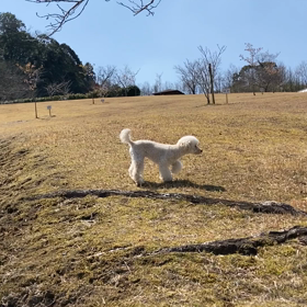 まるちゃん動画の画像