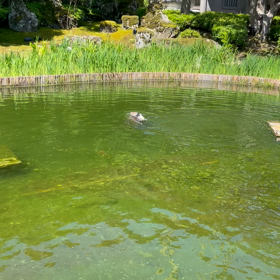 襲われる鯉！の画像