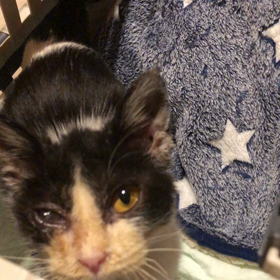 今日のてんちゃんの画像