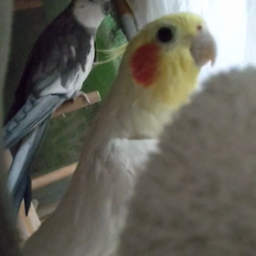 復活　おうた～( ´∀`)の画像