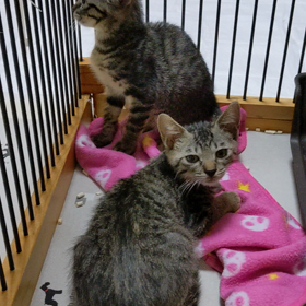 実は連休中の画像