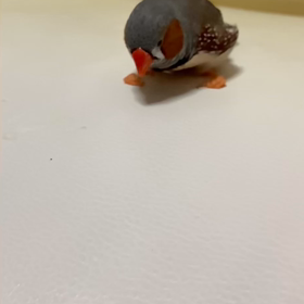 ポロリの画像