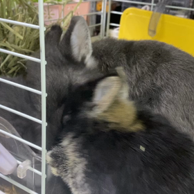 素晴らしきかな食欲の画像