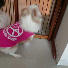 激吠え・その3（お見送り編）の画像