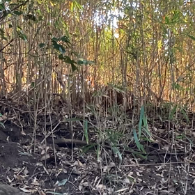 藪の中を飛び回るのは誰？の画像