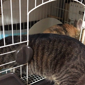 仲良しというかの画像