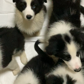 ボーダーコリー　女の子の画像