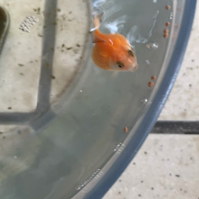 2022/06/09  ピンポンパールのパールさん。の画像