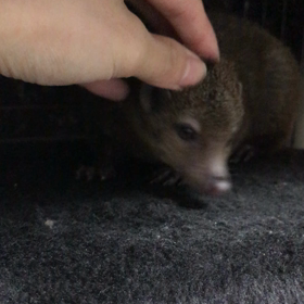 【クシマンセ】ビオラ甘えんぼ&ちょろちょろの画像