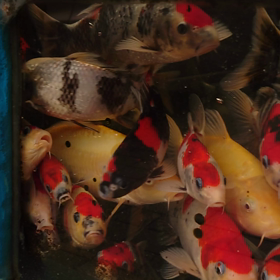 マド水槽の画像