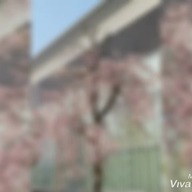 うちのこ１年を迎えましたの画像