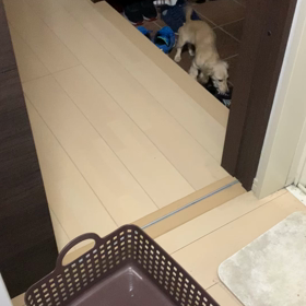 ヤンチャムスメの画像