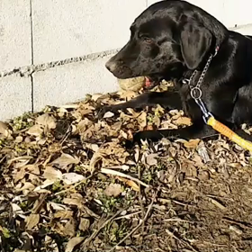 散歩中…いや休憩中動画の画像