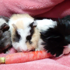 超〜可愛いテディの画像