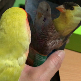 先日のチェリーちゃんと先日の文ちゃんの画像