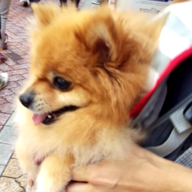 日曜日は高円寺阿波おどりに行って来ました❗の画像