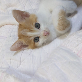 腕で遊んでるまめです。の画像