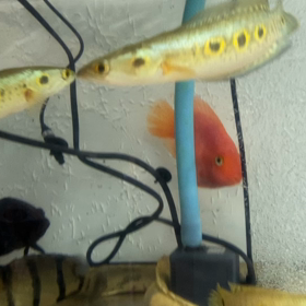 ★フラワートーマン！★の画像