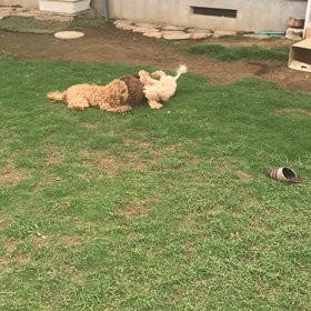 あやしい踊りなの‼️の画像