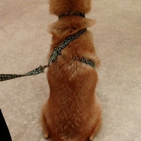 昨日のぽちの画像