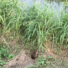 平和な川辺りの画像