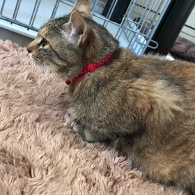 マリーちゃんのお返事の画像