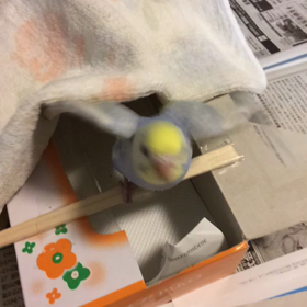 脚気だったぴぃさん①の画像